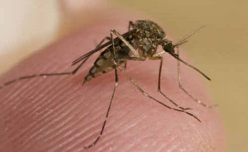 Two more Zika cases are suspected in Bowen and Cannonvale, following the positive diagnosis of a South Mackay man for the virus earlier this week. Two more Zika cases are suspected in Bowen and Cannonvale, following the positive diagnosis of a South Mackay man for the virus earlier this week.